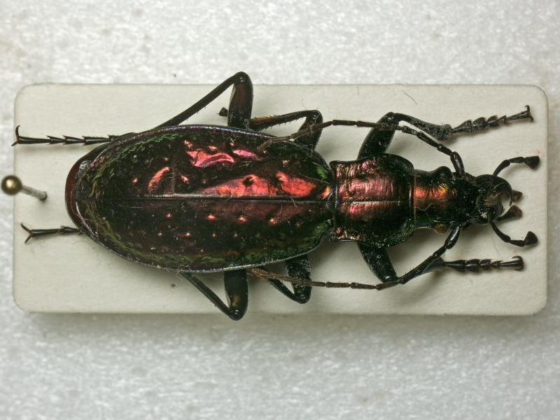 Carabus rutilans Dejean, 1826